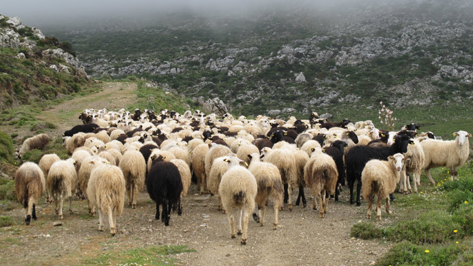 Ανακοίνωση της Δ/νσης Κτηνιατρικής της ΠΑΜΘ αναφορικά με την θρησκευτική εορτή “Κουρμπάν Μπαϊράμ” των μουσουλμάνων συμπολιτών Ανακοίνωση της Δ/νσης Κτηνιατρικής της ΠΑΜΘ αναφορικά με την θρησκευτική εορτή “Κουρμπάν Μπαϊράμ” των μουσουλμάνων συμπολιτών