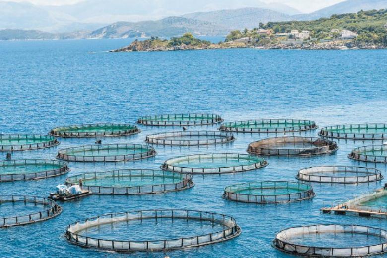 Καινοτόμο πρόγραμμα συνεργατικής επιχειρηματικότητας για αλιείς και ιχθυοκαλλιεργητές της Ροδόπης από Αναπτυξιακή Ροδόπης και Impact Hub Athens Καινοτόμο πρόγραμμα συνεργατικής επιχειρηματικότητας για αλιείς και ιχθυοκαλλιεργητές της Ροδόπης από Αναπτυξιακή Ροδόπης και Impact Hub Athens