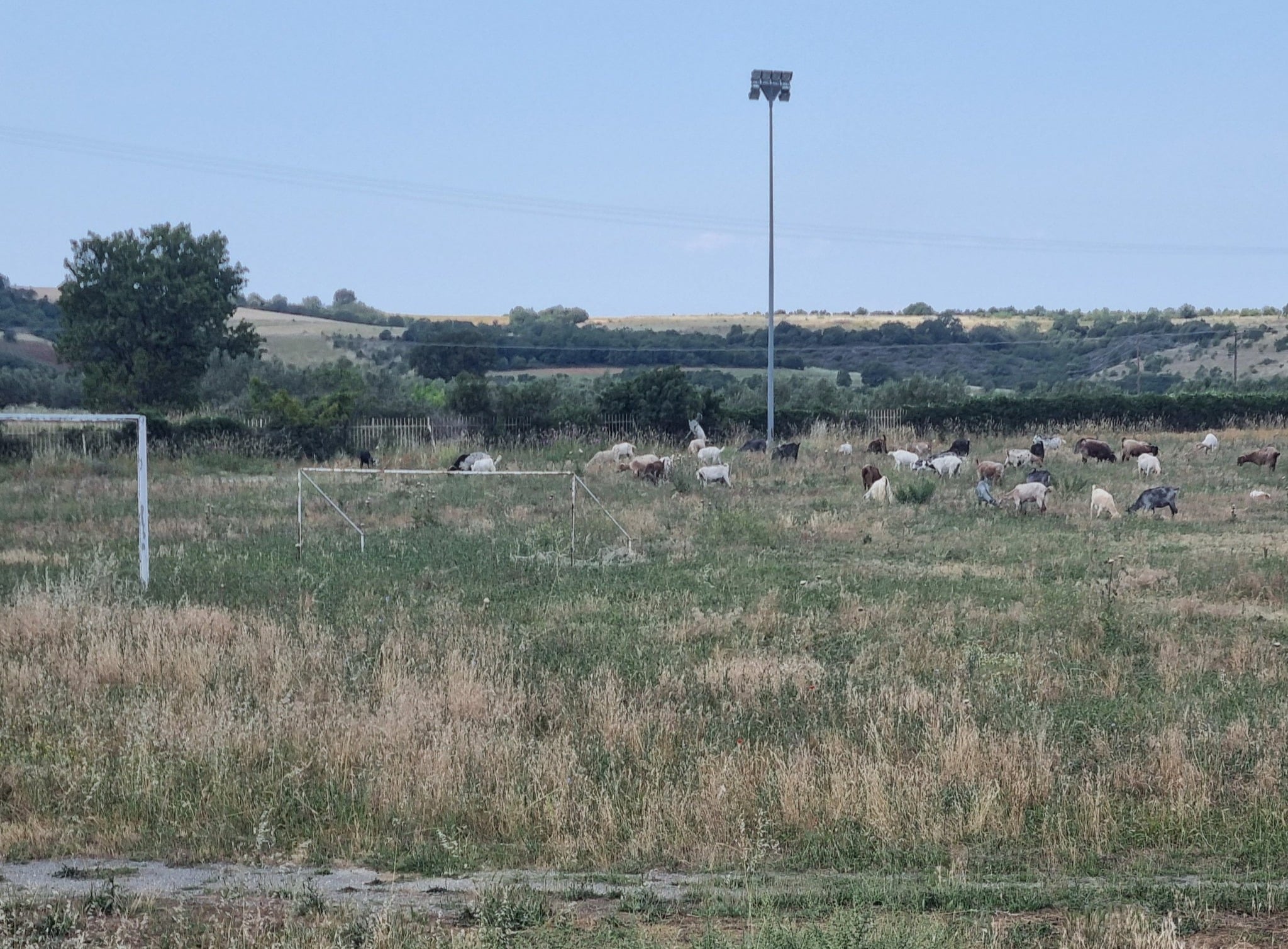Σε βοσκοτόπι έχει μετατραπεί το Δημοτικό Γήπεδο Ξυλαγανής! (φωτος) Σε βοσκοτόπι έχει μετατραπεί το Δημοτικό Γήπεδο Ξυλαγανής! (φωτος)