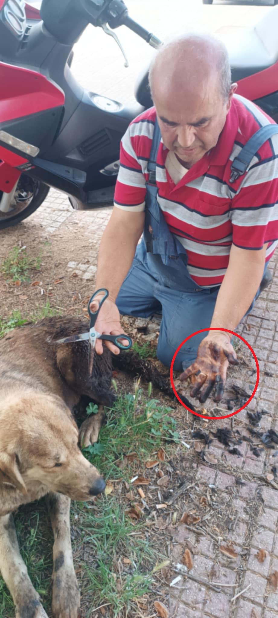 Σκυλί «βουτηγμένο» σε βαλβολίνη ! Σκυλί «βουτηγμένο» σε βαλβολίνη !