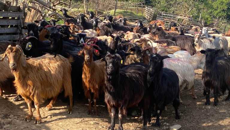 Να πάρουμε από την Κρήτη Να πάρουμε από την Κρήτη