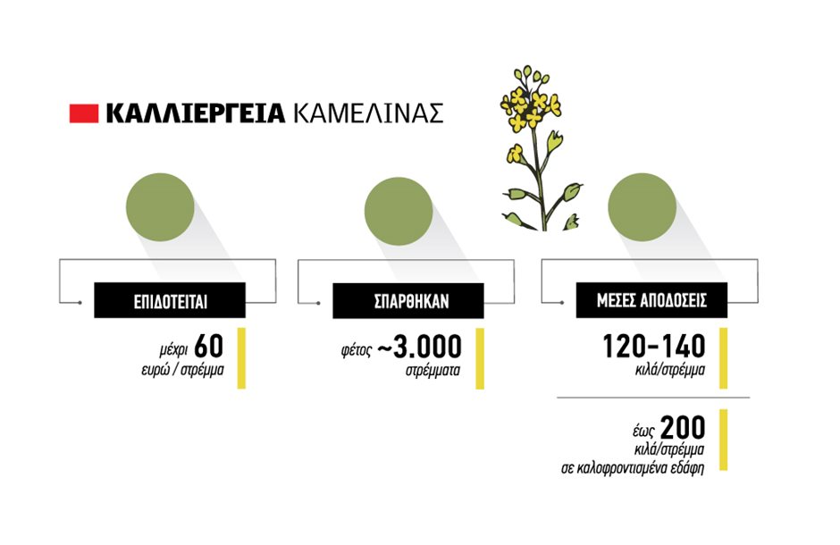 Η καλλιέργεια της Καμελίνας καθιερώνεται στη Βόρεια Ελλάδα, με κόστος παραγωγής που αγγίζει τα 70 ευρώ ανά στρέμμα.