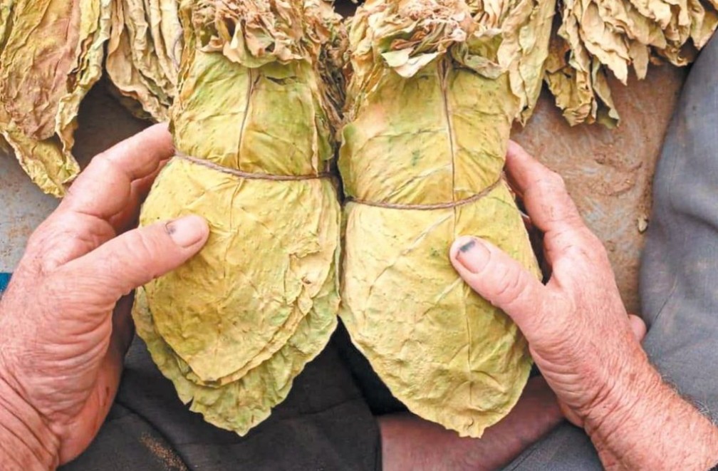 Ιλχάν Αχμέτ : «Σοβαρά και διαχρονικά προβλήματα που αντιμετωπίζουν οι καπνοπαραγωγοί της Περιφερειακής Ενότητας Ροδόπης – Αιτήματα αποκατάστασης εισοδήματος και στήριξης της καπνοκαλλιέργειας»