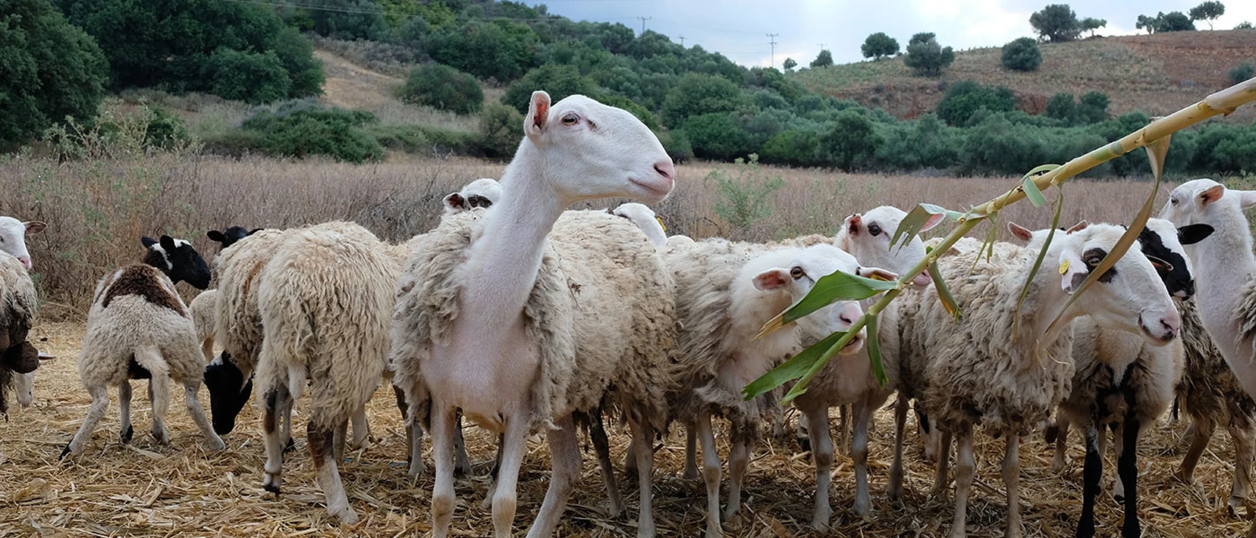 Η εξισωτική αποζημίωση τέθηκε υπό έλεγχο από το 2023, κατόπιν απόφασης της Ευρωπαϊκής Επιτροπής.