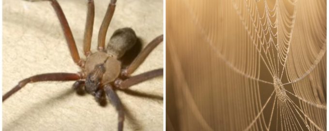 Οι αράχνες θα εξαφανιστούν εντελώς: ένα απλό και οικονομικό υλικό κάνει τη δουλειά Οι αράχνες θα εξαφανιστούν εντελώς: ένα απλό και οικονομικό υλικό κάνει τη δουλειά