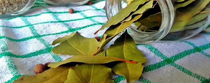 Γιατί να βάζετε φύλλο δάφνης στο βάζο με το αλεύρι – το παραδοσιακό μυστικό κατά του σκόρου τροφίμων Γιατί να βάζετε φύλλο δάφνης στο βάζο με το αλεύρι – το παραδοσιακό μυστικό κατά του σκόρου τροφίμων