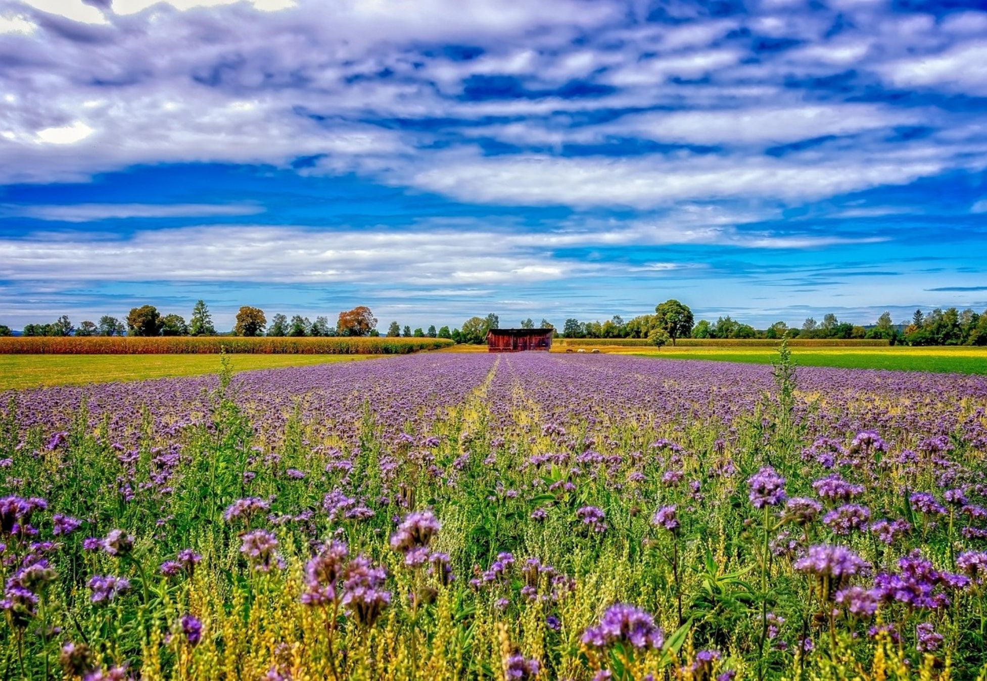 Πανευρωπαϊκό βήμα προόδου σχετικά με τη νιτρορύπανση και τις απώλειες αζώτου στη γεωργία