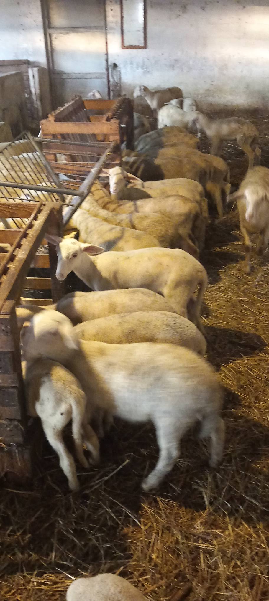 ΥΠΑΑΤ: Νέα ενίσχυση 26 εκατ. ευρώ για αποζημιώσεις κτηνοτρόφων λόγω ευλογιάς