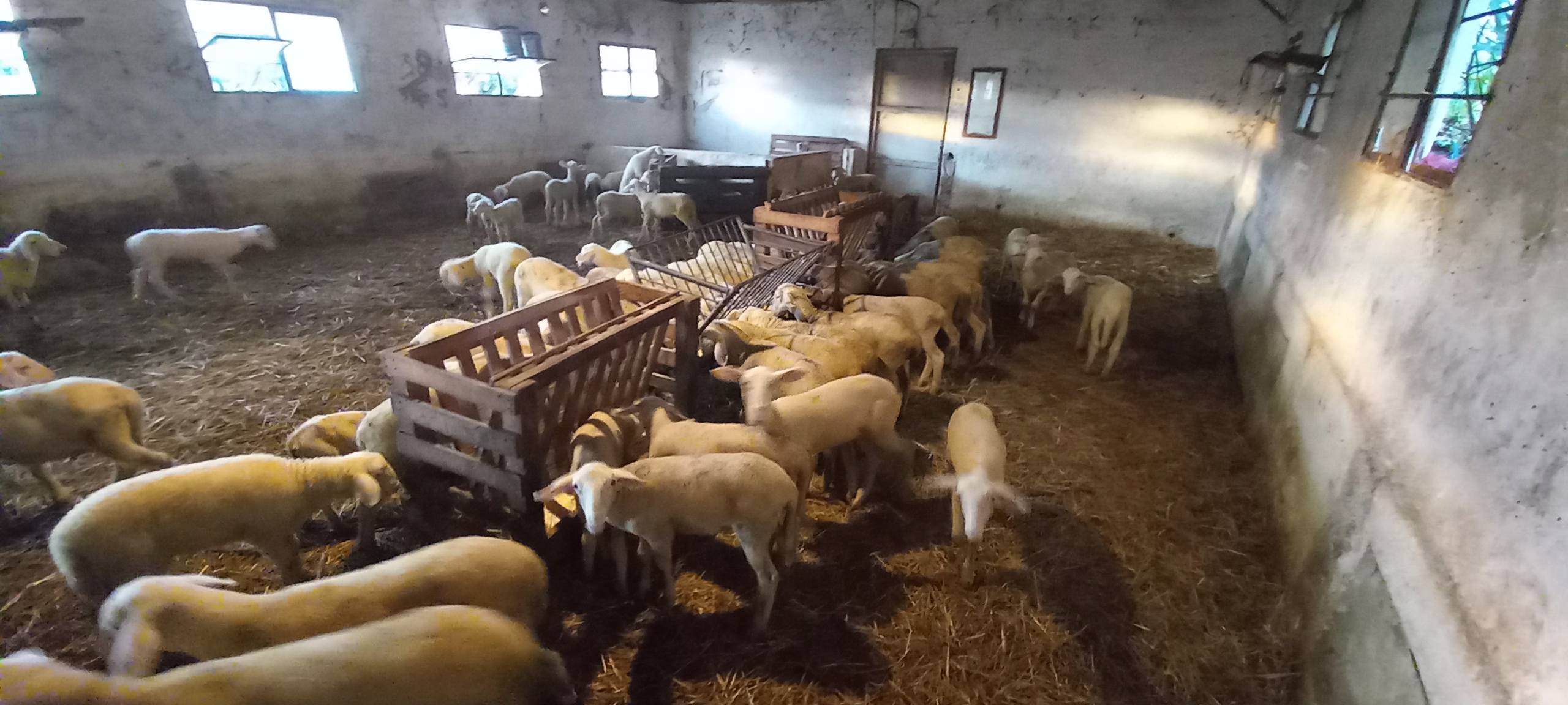 Παραδοχή της αναφοράς του ΑΚΚΕΛ από το Ευρωπαϊκό Κοινοβούλιο για την πανώλη και ευλογιά στα ζώα