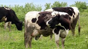 Κτηνοτροφία: Αλλάζει ο τρόπος  για τις μετακινήσεις βοοειδών και χοιροειδών στην Ελλάδα