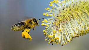 Ελληνοποιήσεις και επισιτιστική ασφάλεια στο Μέλι