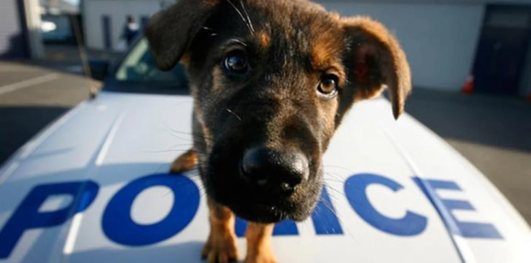 Συνάντηση της ΝΕΜΕΣΙΣ με  την Υπουργό Παιδείας,  το Αρχηγείο της ΕΛΑΣ και την Ειδική Γραμματεία του ΥΠΕΣ