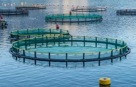 Χωροταξική οργάνωση για την ελληνική θαλάσσια υδατοκαλλιέργεια