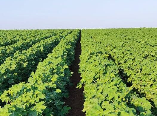 AGROTIK – Νέα δωρεάν ψηφιακή πλατφόρμα για την πρωτογενή αγορά AGROTIK – Νέα δωρεάν ψηφιακή πλατφόρμα για την πρωτογενή αγορά