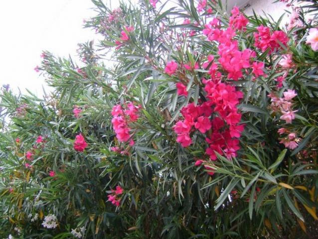 ΤΕΕ – Στασινός: Σώθηκε της πικροδάφνης ο ανθός από το μαζικό ξερίζωμα στις πόλεις μας