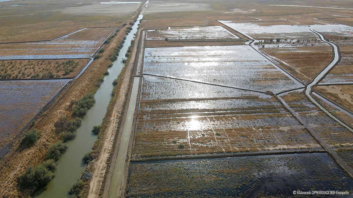 Ορνιθολογική -ΟΦΥΠΕΚΑ: Αποκατάσταση των φυσικών υγρολίβαδων στο Δέλτα Έβρου Μια πρωτοποριακή δράση για την απειλούμενη Νανόχηνα και τη φύση του υγροτόπου Ορνιθολογική -ΟΦΥΠΕΚΑ: Αποκατάσταση των φυσικών υγρολίβαδων στο Δέλτα Έβρου Μια πρωτοποριακή δράση για την απειλούμενη Νανόχηνα και τη φύση του υγροτόπου