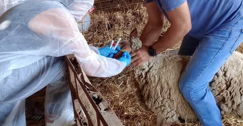 ΑΚΚΕΛ: Συμπληρωματική καταγγελία στον εισαγγελέα Μυτιλήνης – δεν υπάρχει διαπιστευμένη μέθοδος ανίχνευσης και είναι παράνομη η θανάτωση ζώων με αντισώματα