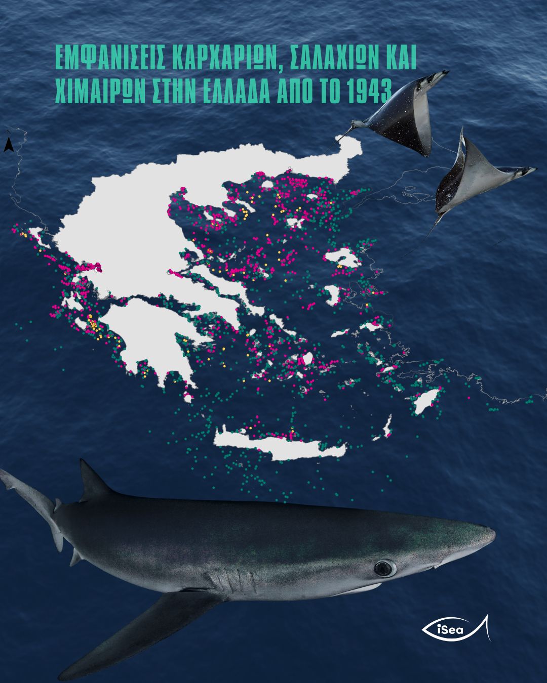 Εμφανίσεις Γλαυκοκαρχαριών κοντά στην ακτή