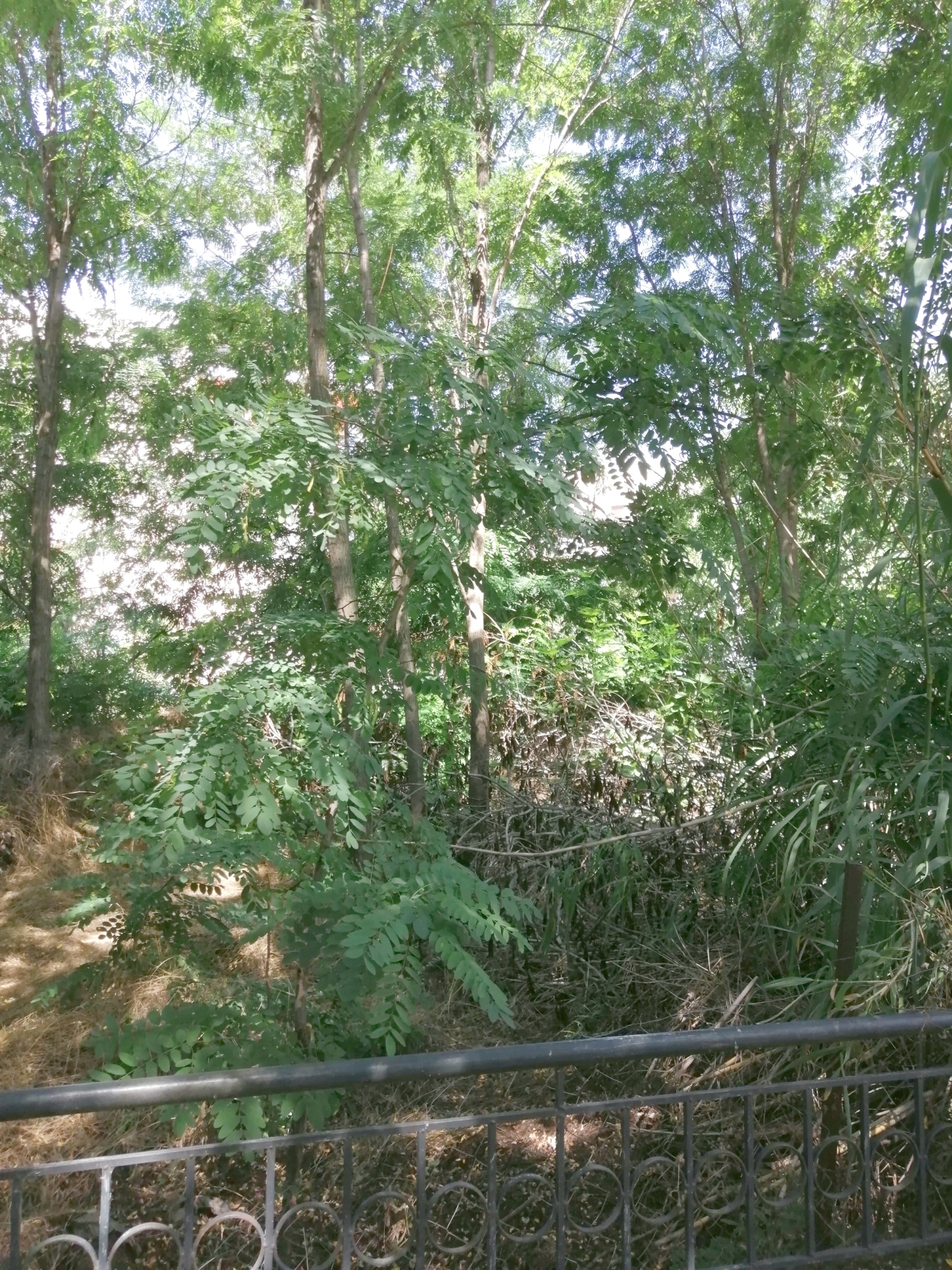 Ο Δήμος Κομοτηνής υπενθυμίζει στους ιδιοκτήτες οικοπέδων την ανάγκη καθαρισμού αυτών