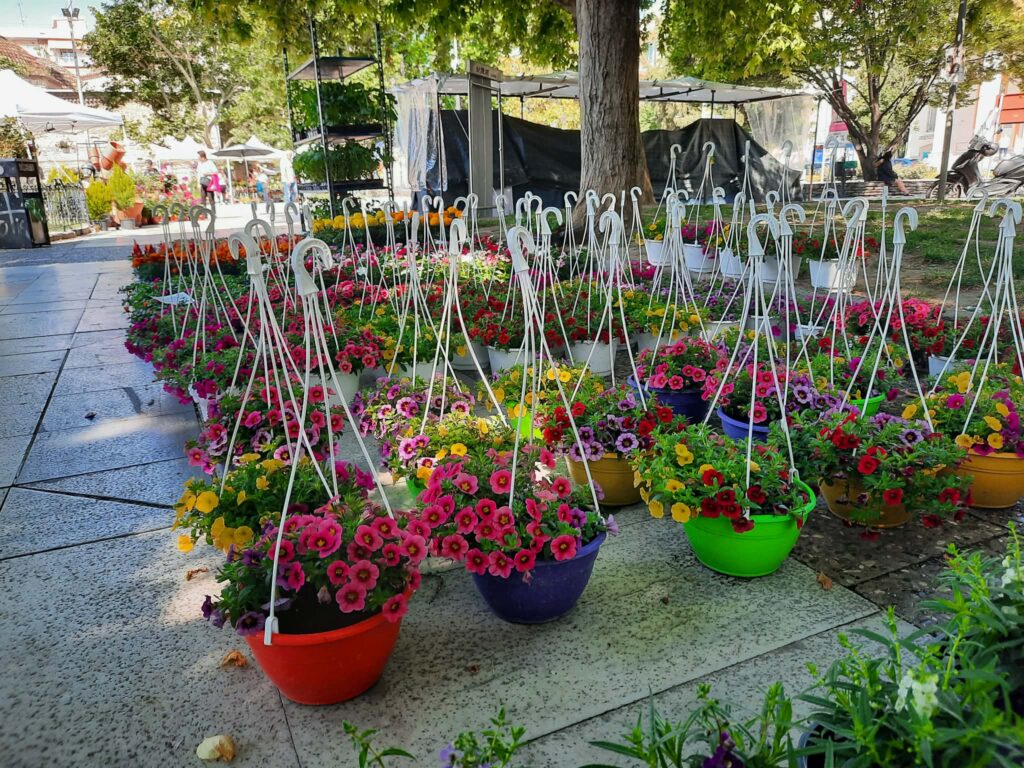 Στις Σέρρες πραγματοποιείται η 22η Ανθοκομική Έκθεση, με πληθώρα καλλωπιστικών και αρωματικών φυτών