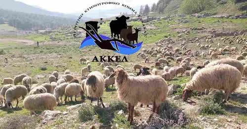 Σκληρή ερώτηση στην Βουλή από το ΑΚΚΕΛ για την κυβερνητική ευθύνη στην καταστροφή της ελληνικής κτηνοτροφίας