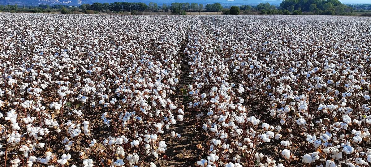 Σταύρος Κοσουτζής : Βαμβάκι – Μήπως φέτος ήρθε η ώρα να πάρει ξανά την αξία που του αξίζει ; Σταύρος Κοσουτζής : Βαμβάκι – Μήπως φέτος ήρθε η ώρα να πάρει ξανά την αξία που του αξίζει ;